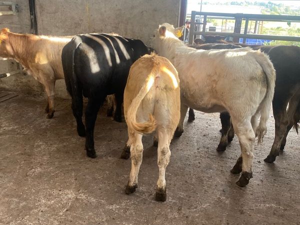 Home grown cattle, no moves….. - Main image