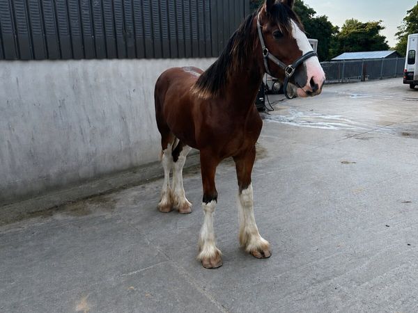 Clydesdale and shire yearling colts - Main image