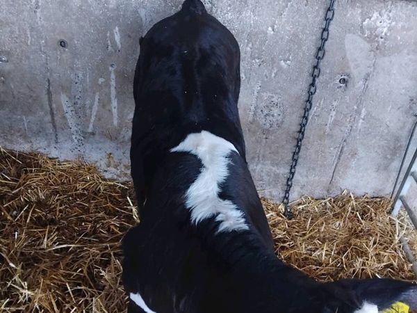 Hx bull calves - Main image