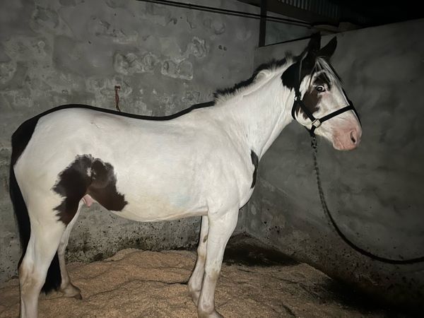 15 hand cob gelding - Main image