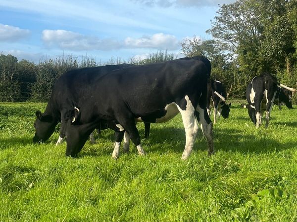 Incalf friesian heifers - Main image