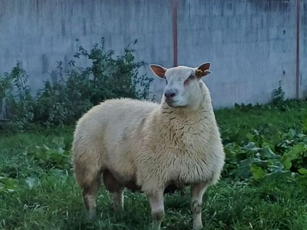 Charollais ram lamb - Main image