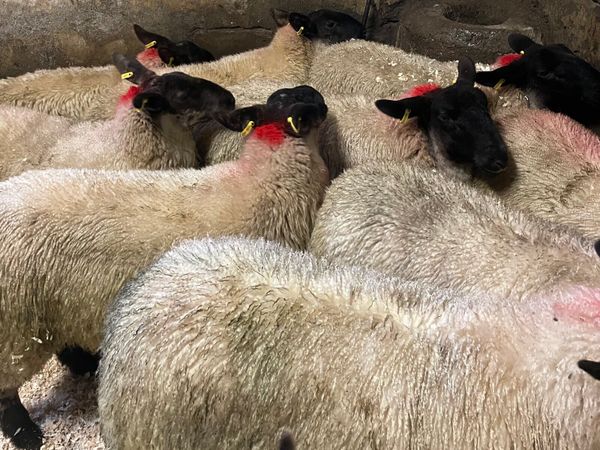 ⭐️EWE LAMBS ⭐️ - Main image