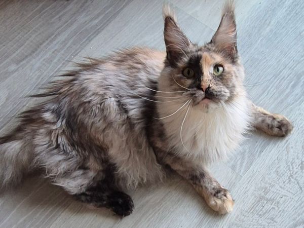 Maine Coon female - Main image