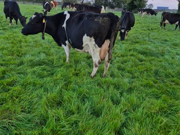 Fresian empties and late calvers. - Main image