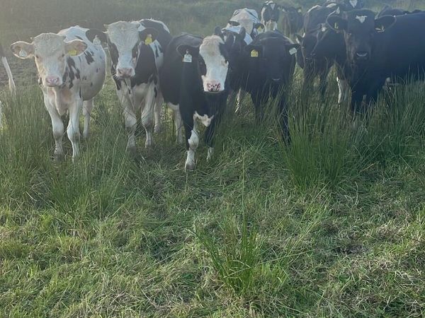 Friesian Bull Weanling - Main image