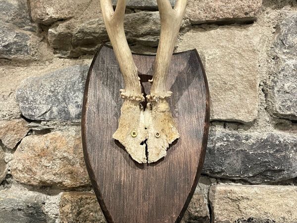 Roe Deer Antlers - Main image