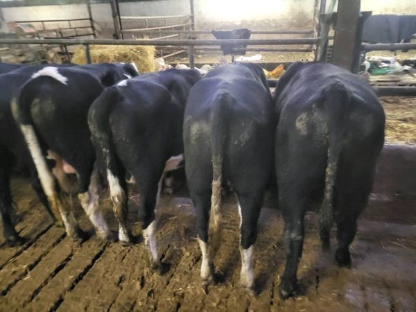 Hereford/Angus bulls - Main image
