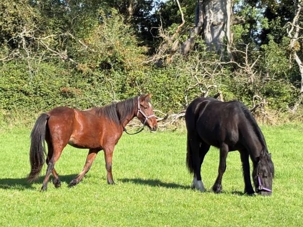stables to rent - Main image