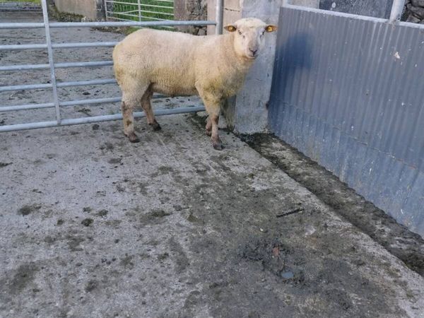 Vendeen Ram - Main image