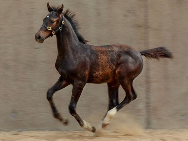Stunning  Colt  X  CORNET OBLINSKEY X DIARADO - Main image