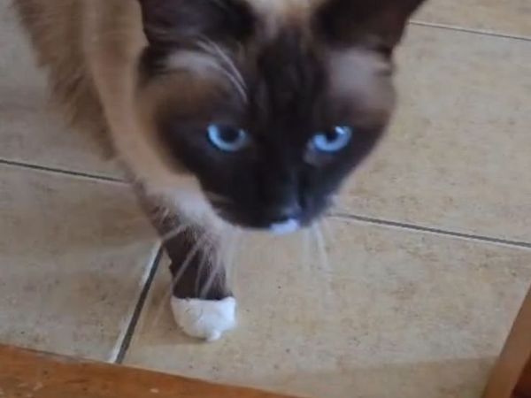 Ragdoll cat - Main image