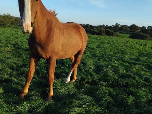 Irish Draught Gelding - Main image
