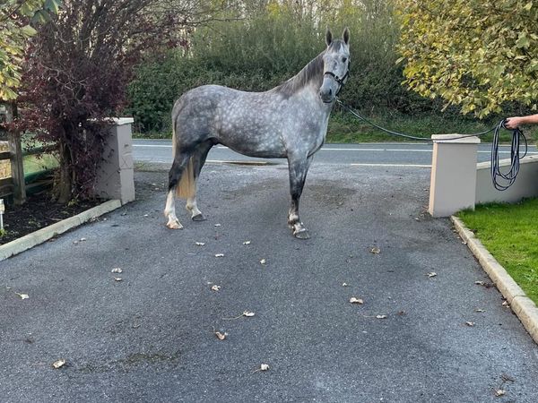 3yr old grey gelding - Main image