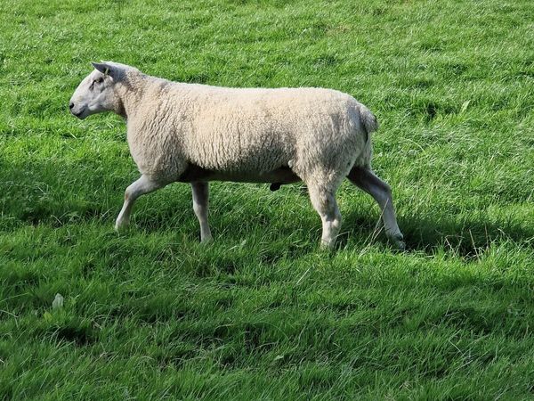 Sheep - Main image