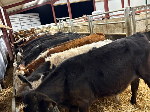 20 smashing 200kg bull Weanlings 🔥🔥 - Main image