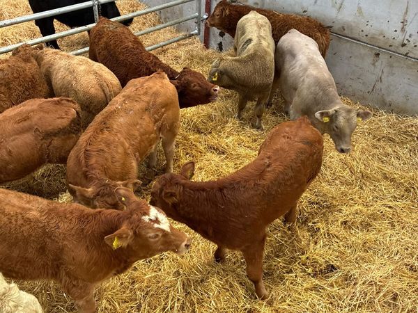 Lim and Charolais bulls - Main image