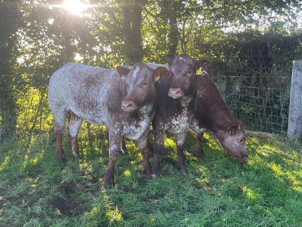 Super bulling heifers - Main image