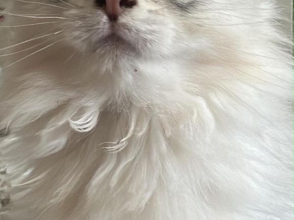 British Longhair Kittens – Male, 3 Months - Main image