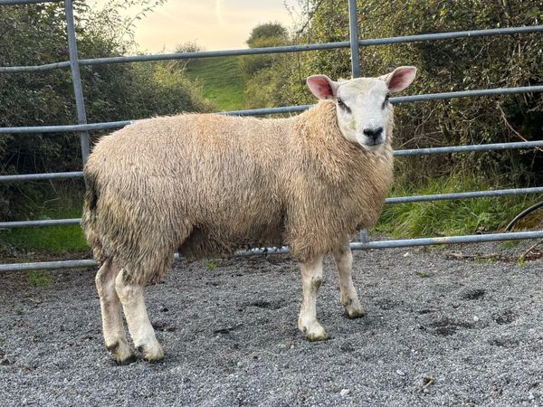 ABERFIELD RAM LAMB FOR SALE - Main image