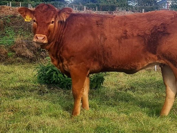 Pedigree Limousine Heifer - Main image