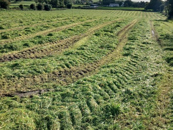 Whole crop Barley meadow silage - Main image