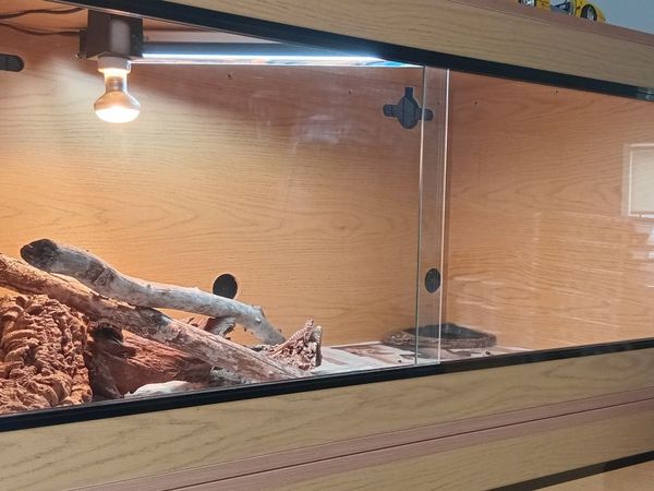 Bearded dragons red monster coral - Main image