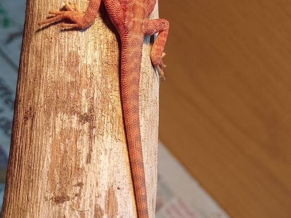 Bearded dragons red monster coral - Main image