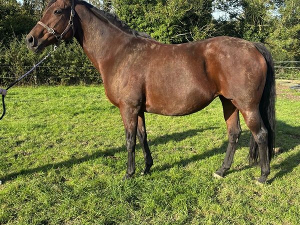 Kingman Thoroughbred Mare in Foal - Main image