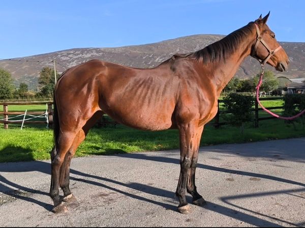 Quality broodmare proven NH family - Main image