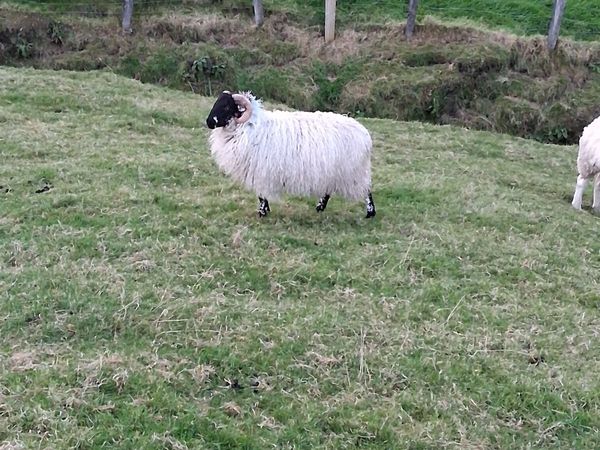 Ram lamb for sale - Main image