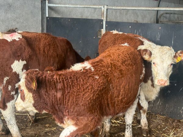3 SUPER SUCKLER RED HEREFORD HEIFERS ( 250 KGS) - Main image