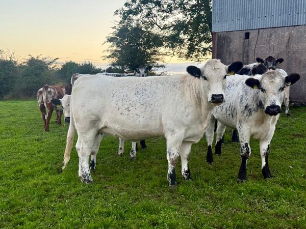 In calf and maiden heifers - Main image