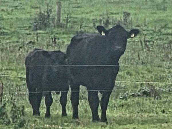 5year PBR Angus Cow & PBNR weaning bull - Main image