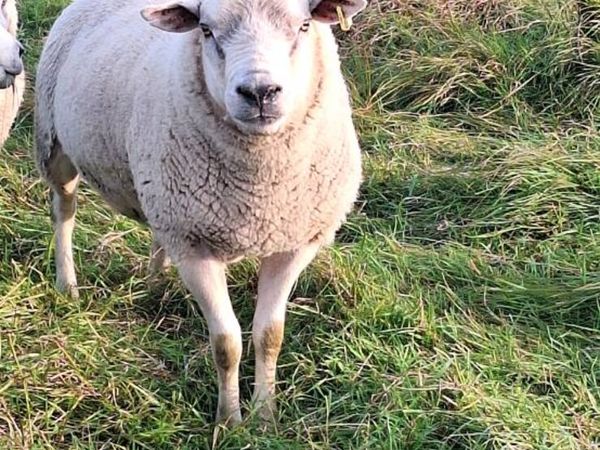 Charollais Ram - Main image