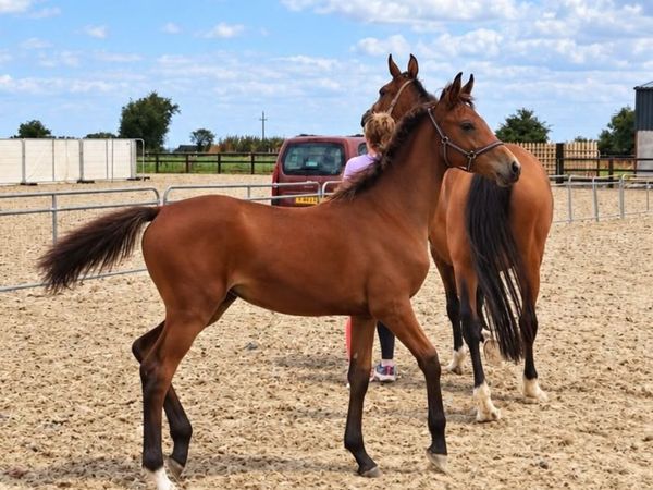 Filly Foal - Main image