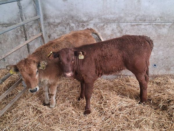 2 SUCKLER BRED HEIFERS - Main image