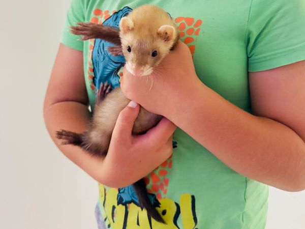 Ferret - Main image