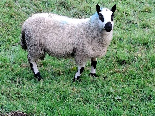 Kerryhill ram lamb and hoggett rams - Main image