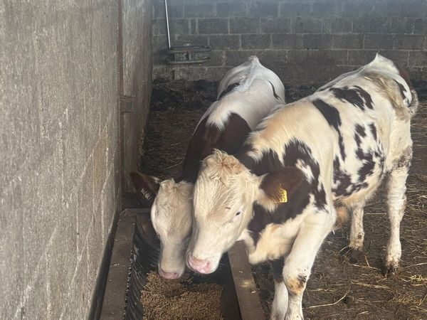 Mont Beliarde Bulls - Main image