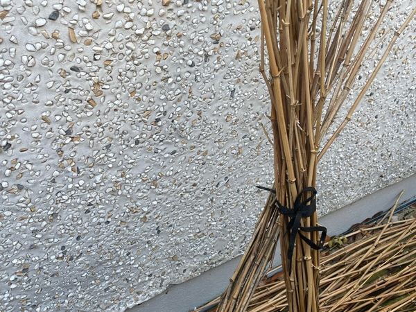 Free bamboo cane cuttings - Main image