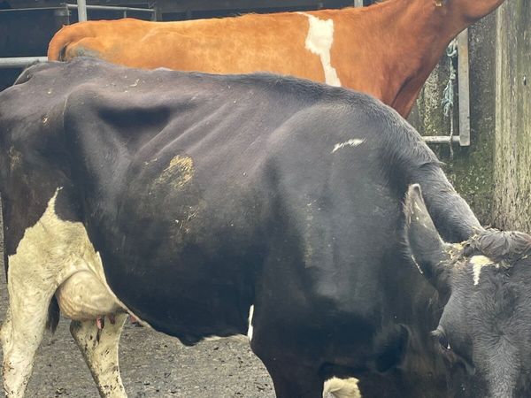 Autumn calving cows - Main image
