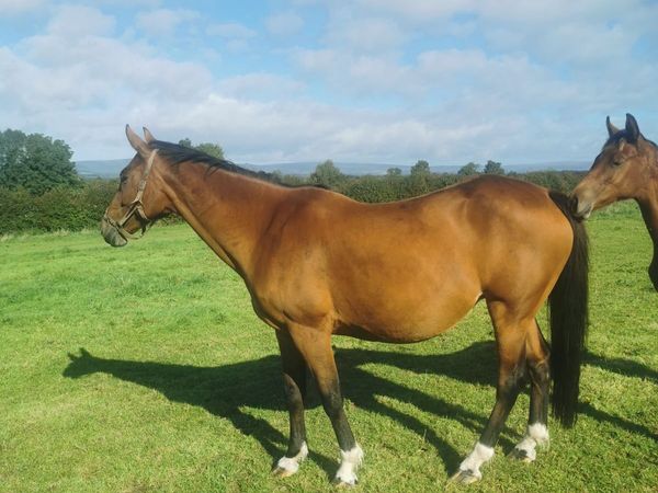 Quality Mare - Main image