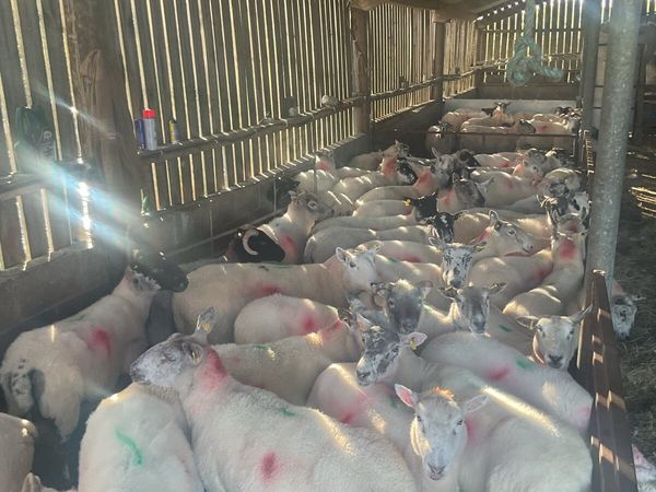 Full mouth ewes - Main image