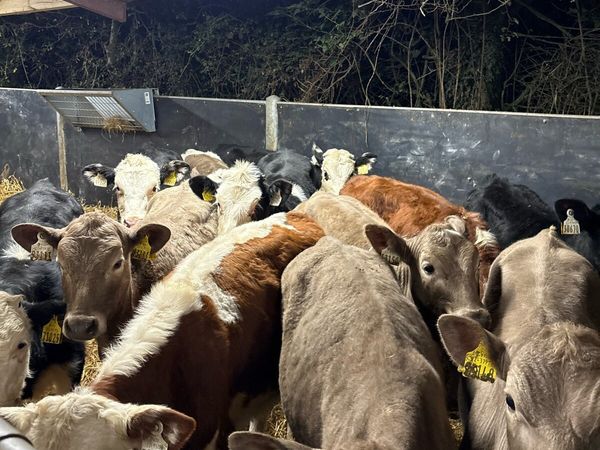 15 smashing heifer Weanlings for sale - Main image
