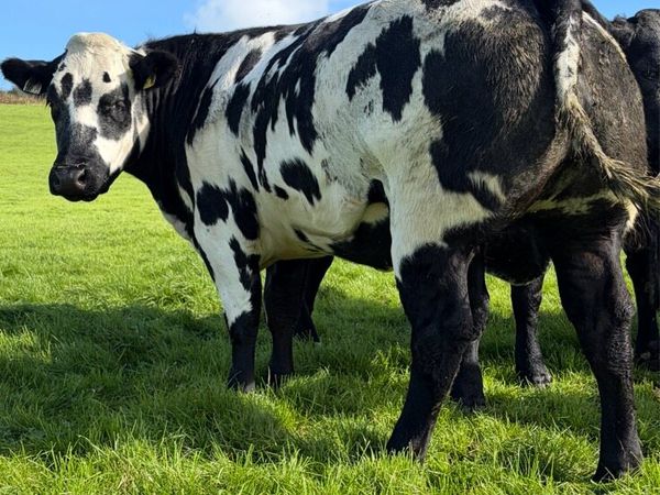 Incalf heifers - Main image