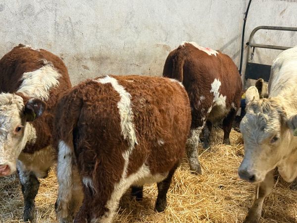3 SUPER SUCKLER RED HEREFORD HEIFERS ( 250 KGS) - Main image
