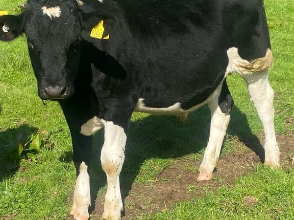 15 runners . AA / Hereford/ Friesian - Main image
