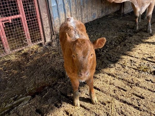 Super Limousine Heifer Calf - Main image