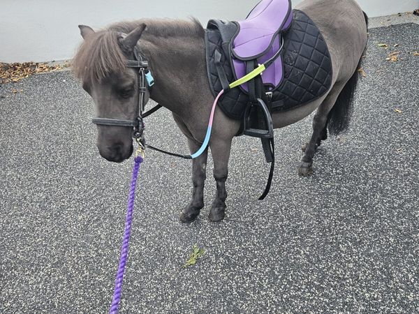 Shetland Pony Mare & Foal Colt 3 Months Old - Main image